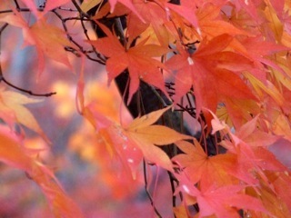 DSCF2711.jpg