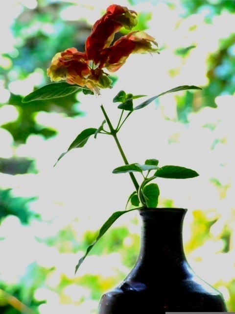 DSCF3677.jpg