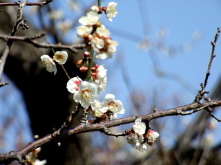 DSCF5253.jpg