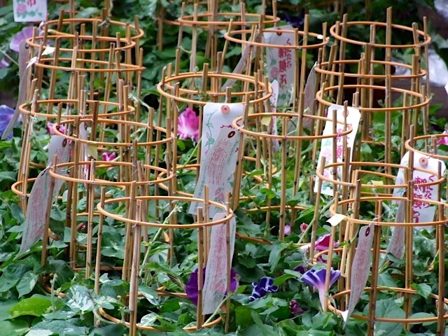 DSCF7031.jpg