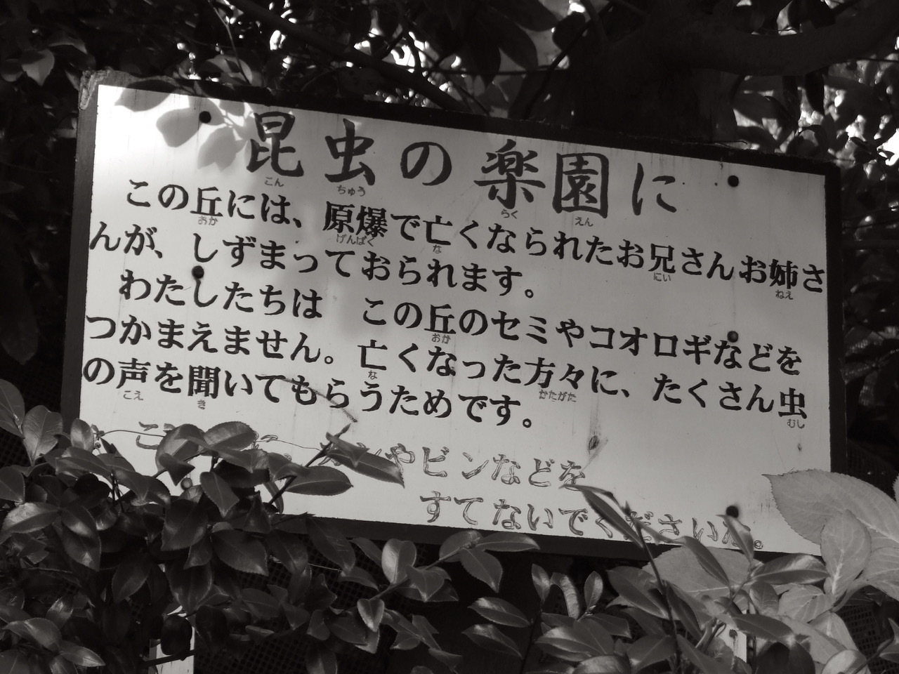 DSCF9545.jpeg