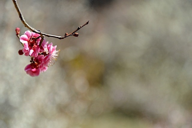 DSC_0136.jpg