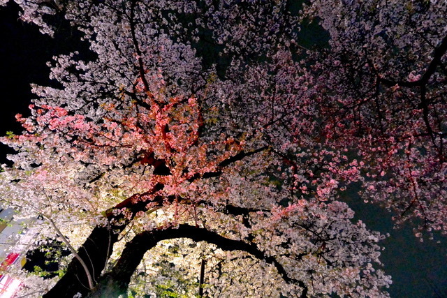 DSC_3241.jpeg